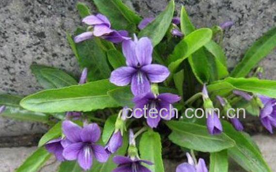 紫花地丁的功效与作用及药用价值-0