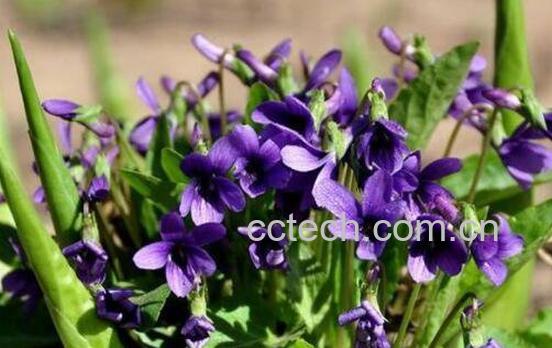 紫花地丁的功效与作用及药用价值-1