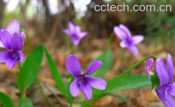 铧头草的功效与作用 铧头草的副作用-0