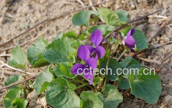 铧头草的功效与作用 铧头草的副作用-1