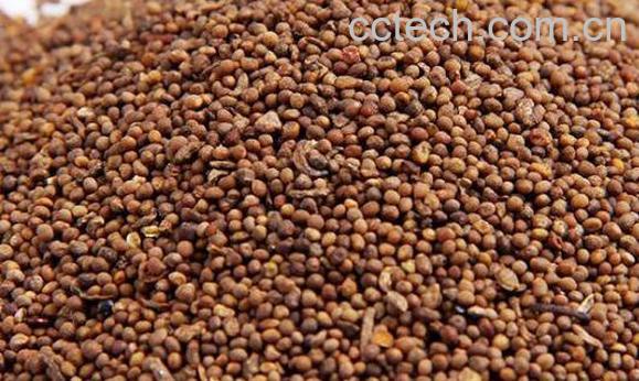 盐菟丝子的功效与作用 盐菟丝子的药用价值-1