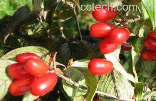 山茱萸的功效与作用及药用价值-0