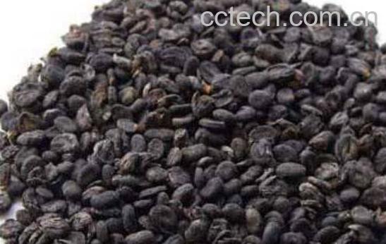 盐补骨脂的功效与作用及药用价值-0