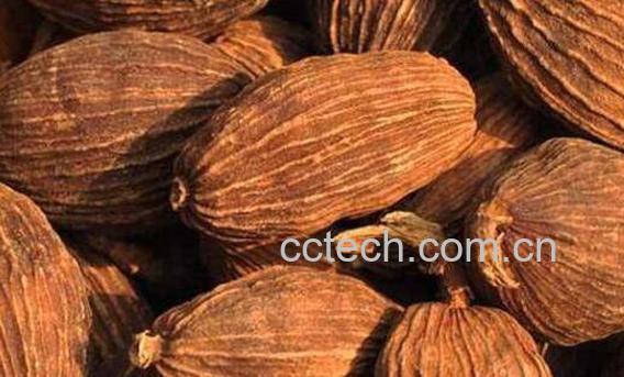 草果的功效与作用及药用价值 -0