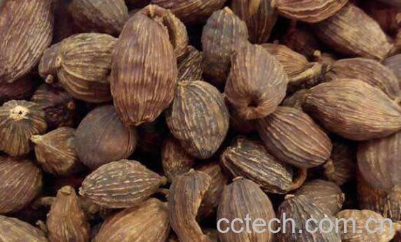 草果的功效与作用及药用价值 -1