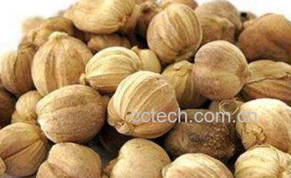 草豆蔻与肉豆蔻的区别 草豆蔻的功效-0