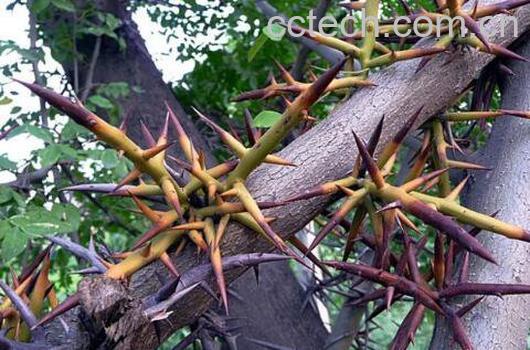 中药皂角刺的功效与作用及禁忌-0