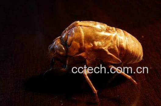 蝉蜕的功效与作用及药用价值-0