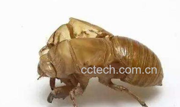 蝉蜕的功效与作用及药用价值-1