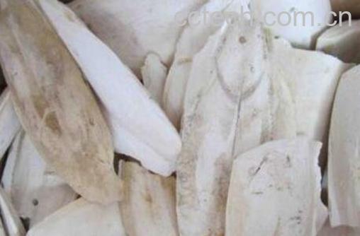 中药海螵蛸的功效与作用-0