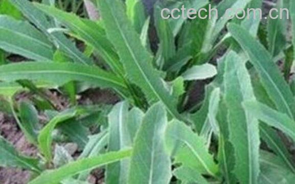 败酱草的功效与作用及食用方法-0