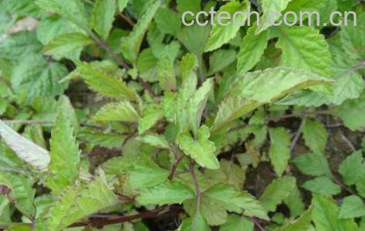 北败酱和败酱草的区别-0