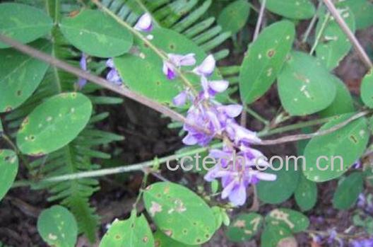 野花生草的功效与作用-0