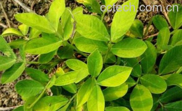 野花生草的功效与作用-1