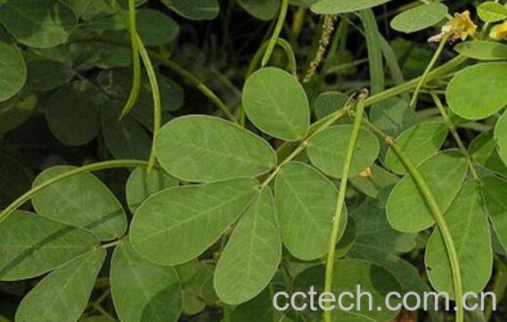 野花生藤的功效与作用-0