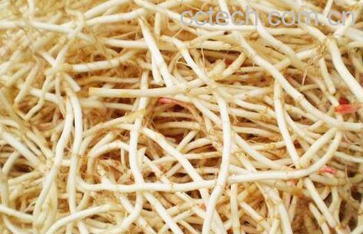 什么人不能吃鱼腥草,吃鱼腥草的禁忌-0