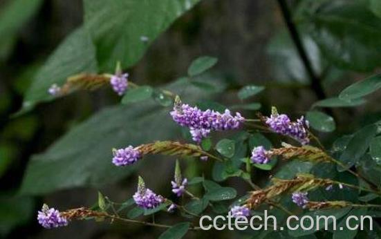 山花生的功效与作用及药用价值-0