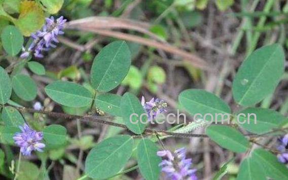 山花生的功效与作用及药用价值-1