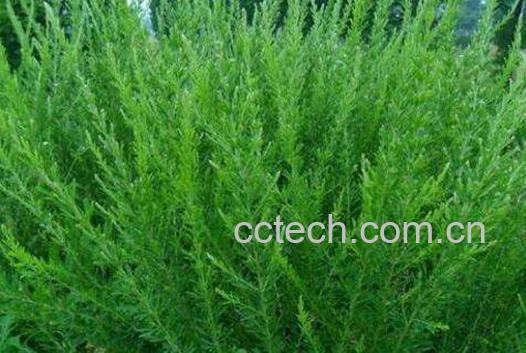 地肤子的功效与作用及食用方法-1