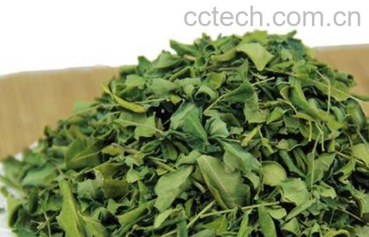 辣木叶泡水有什么作用-0