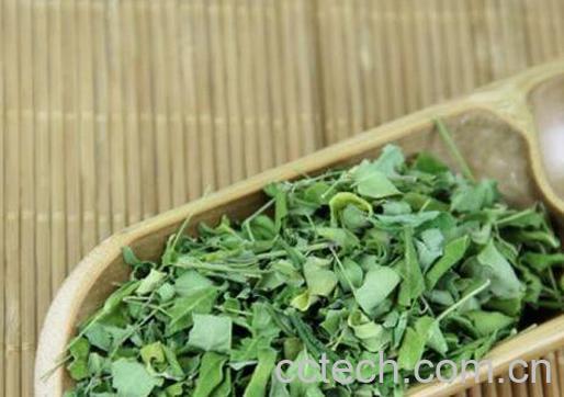 辣木叶泡水有什么作用-1