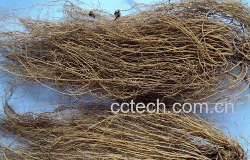 中药细辛的功效与作用及药用价值-0