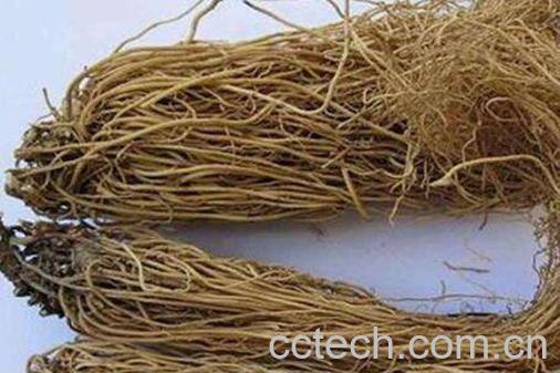 中药细辛的功效与作用及药用价值-1