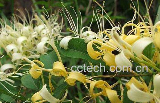 金银花可以天天喝吗 金银花长期泡水喝好不好-0