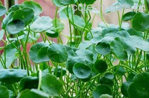 金钱草的功效与作用及药用价值-0