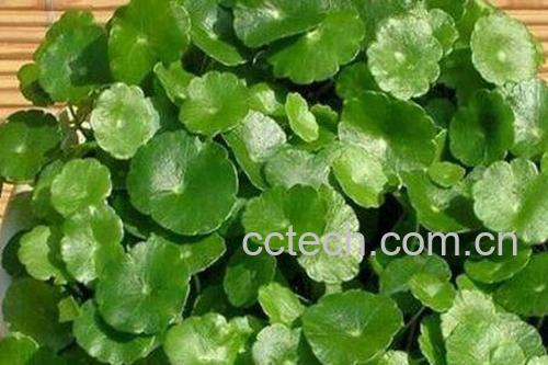 金钱草的功效与作用及药用价值-1