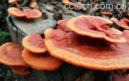 灵芝有什么功效 吃灵芝的功效与作用-0