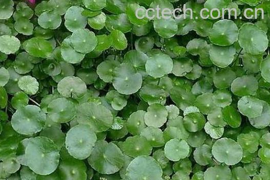 金钱草泡水喝的功效-1