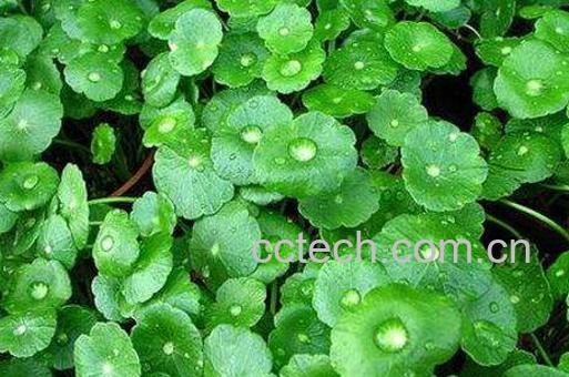 金钱草泡水喝的功效-0