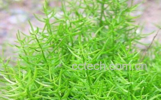 天门冬的功效与作用 天门冬图片-0