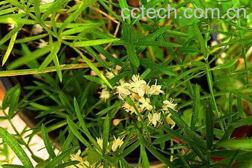 天门冬的功效与作用 天门冬图片-1