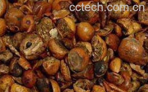 川楝子的功效与作用 川楝子的食用方法-0