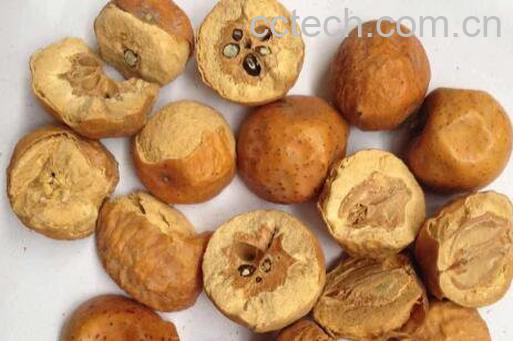 川楝子的功效与作用 川楝子的食用方法-1