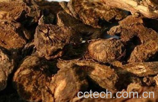 羌活的功效与作用 羌活的副作用-0