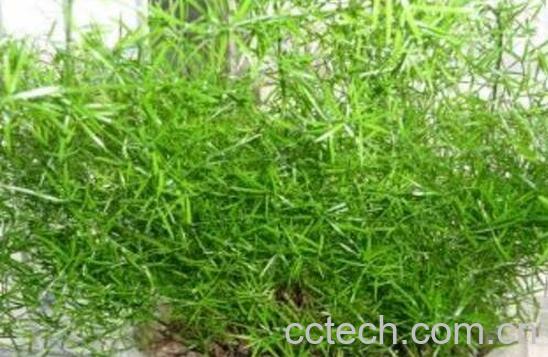 天门冬怎么养 天门冬盆栽养殖方法-0