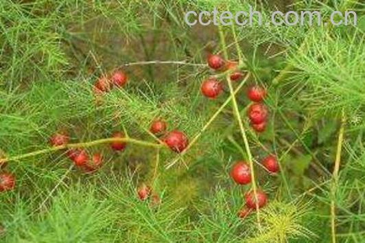 天门冬泡水喝的功效-0