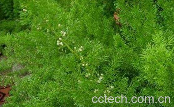 天门冬泡水喝的功效-1