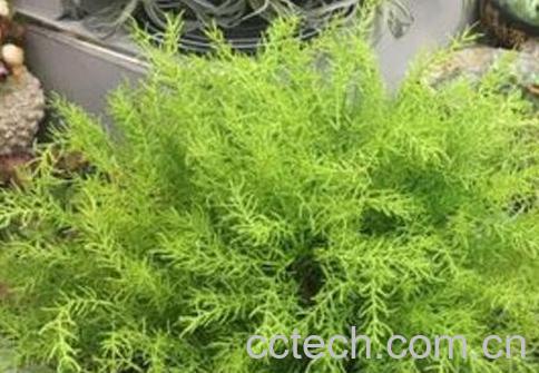 天门冬怎么养 天门冬盆栽养殖方法-1