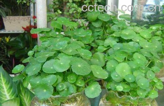 铜钱草的功效与作用 铜钱草能治什么病-1