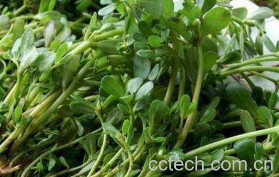 马齿苋提取物的作用-0