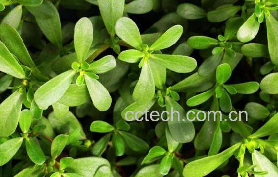 马齿苋提取物的作用-1