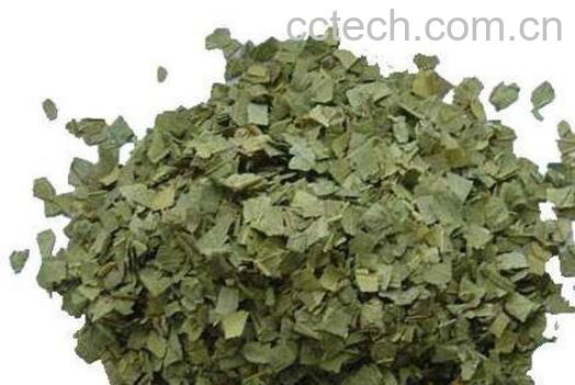 番石榴叶的功效与作用及药用价值-0