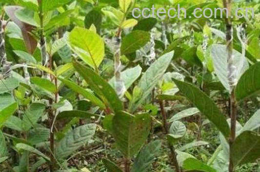 番石榴叶的功效与作用及药用价值-1