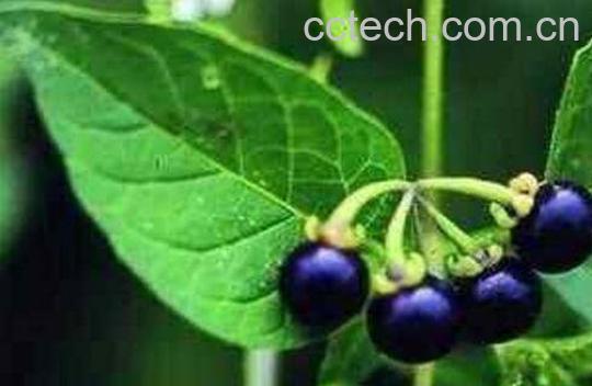 龙葵果的功效与作用 龙葵果可以生吃吗-0