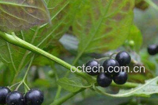 龙葵果的功效与作用 龙葵果可以生吃吗-1