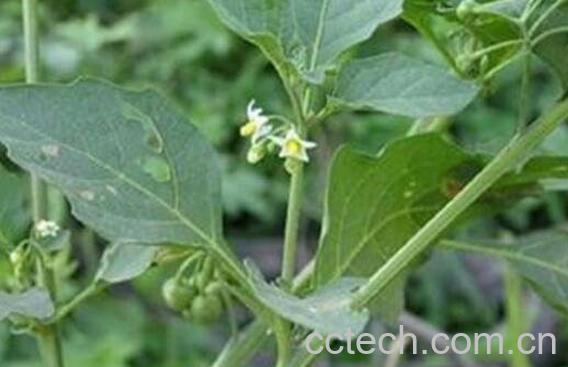 龙葵泡水喝有什么作用-0